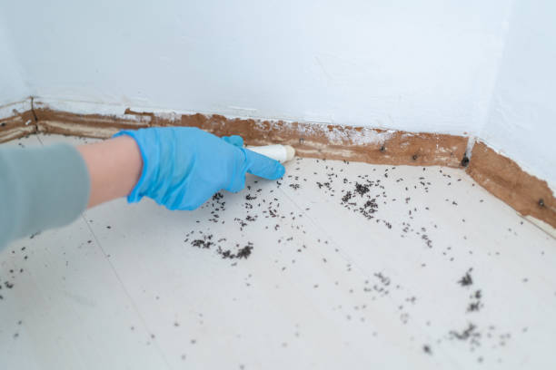 Best Mosquito Control Services  in Bethesda, MD